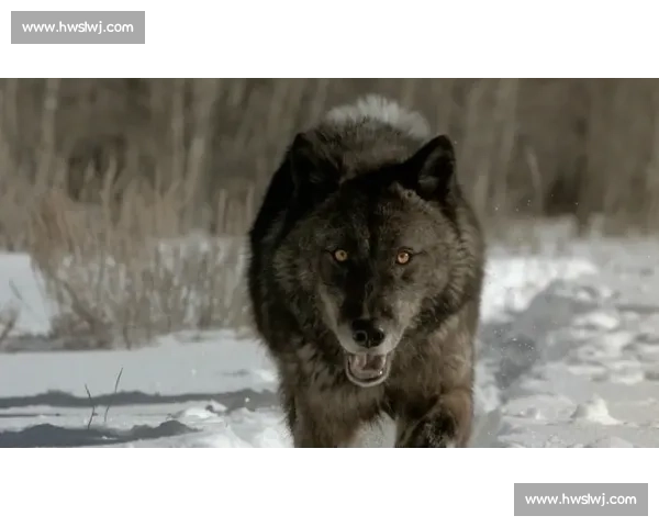 鏖战四节！华子率狼群逆转奏凯